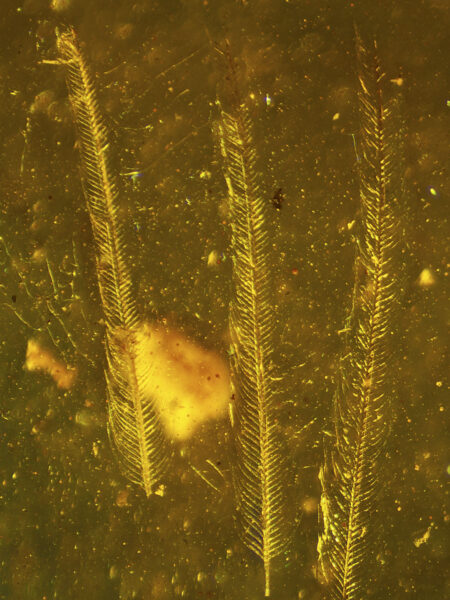 Feathers in Burmese amber