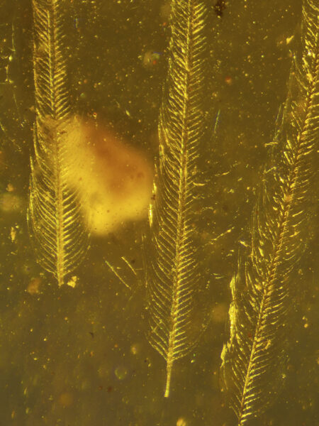 Feathers in Burmese amber