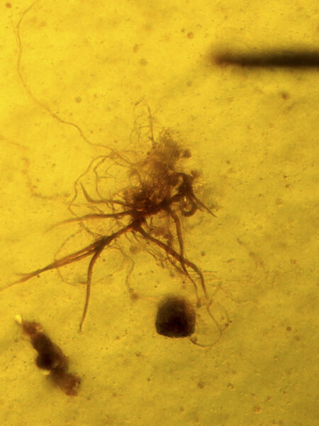Germinating plant in Burmese amber