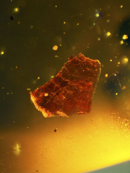 Unknown object in fossilized amber (amber inclusion). Amber obtained from Burma region (Burmite)