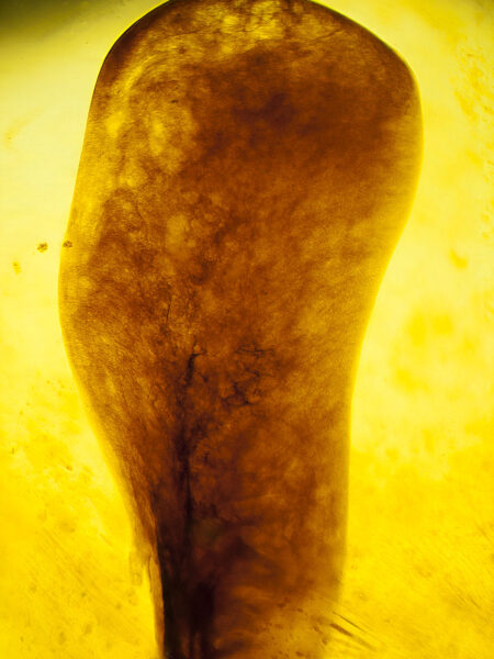 Unknown object in fossilized amber (amber inclusion). Amber obtained from Burma region (Burmite)