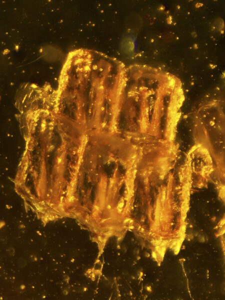 Scales in fossilized amber (amber inclusion). Amber obtained from Burma region (Burmite)
