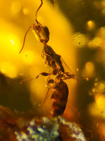 Wasp in Burmese amber