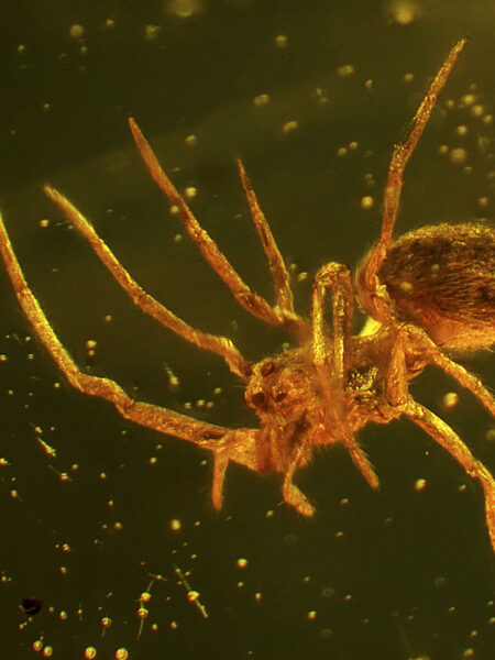Spider in fossilized amber (Myanmar Burmese - Cretaceous)