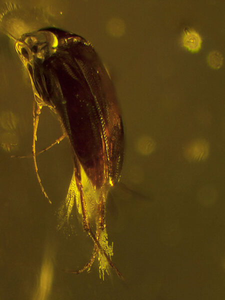 Insect in fossilized amber (amber inclusion). Amber obtained from Burma region (Burmite)