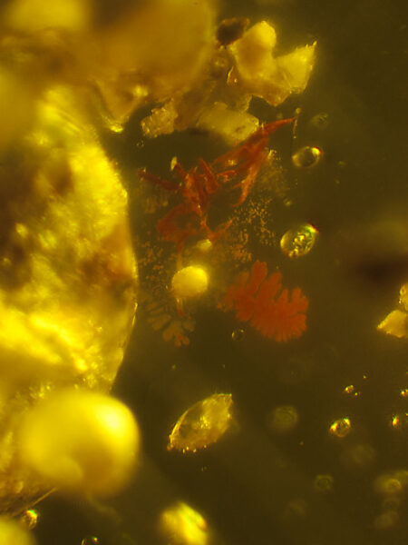 Red fungi in amber (amber inclusion). Amber obtained from Burma region (Burmite)