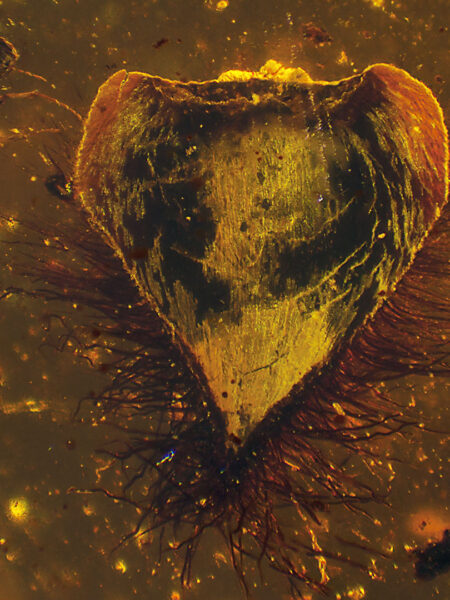 Leaf in amber (amber inclusion). Amber obtained from Burma region (Burmite)