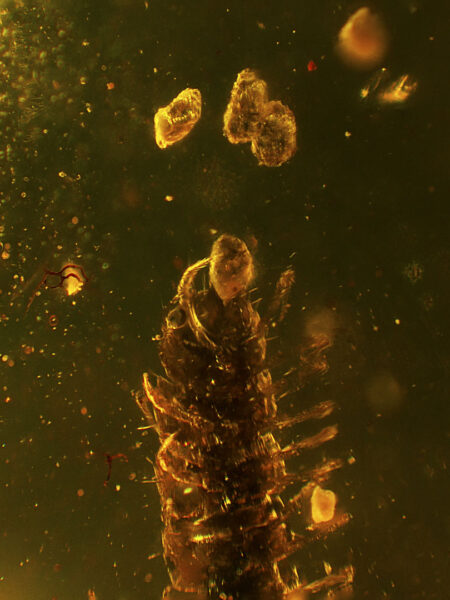Millipede and eggs in fossilized amber (amber inclusion). Amber obtained from Burma region (Burmite)