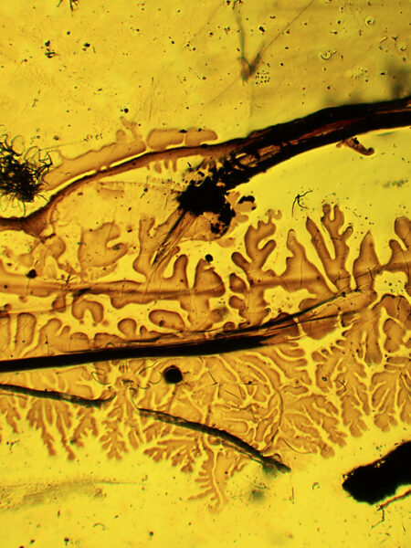 Object in fossilized amber (amber inclusion). Amber obtained from Burma region (Burmite)