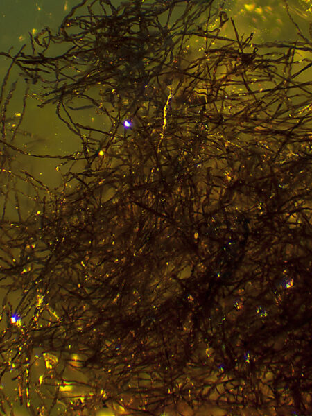 Trichome (plant hairs) in amber (amber inclusion). Amber obtained from Burma region (Burmite)