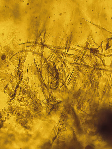 Caterpillar hairs? in fossilized amber (amber inclusion). Amber obtained from Burma region (Burmite)