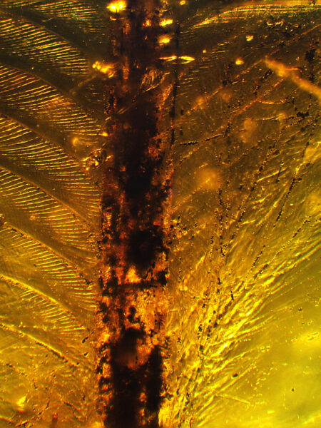 Feather in fossilized amber (amber inclusion). Amber obtained from Burma region (Burmite)