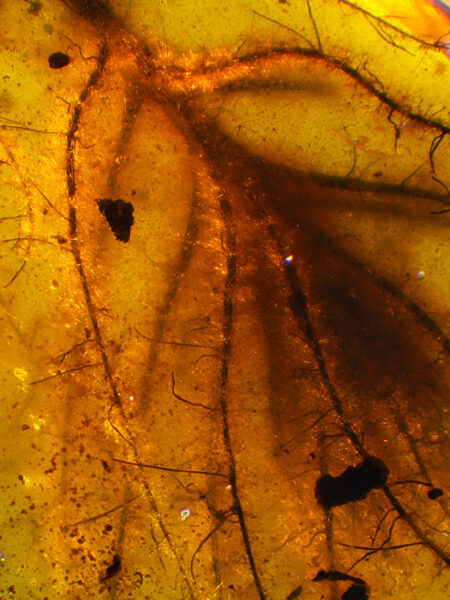 Plant in fossilized amber (amber inclusion). Amber obtained from Burma region (Burmite)