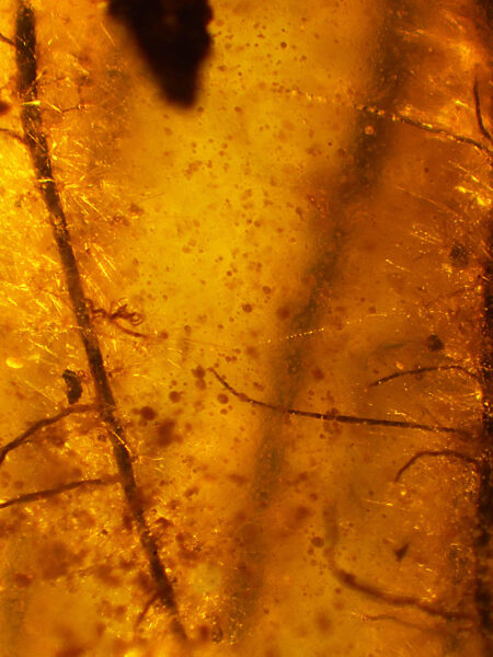 Flower in fossilized amber (amber inclusion). Amber obtained from Burma region (Burmite)