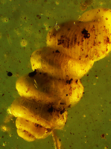 Snail in fossilized amber (amber inclusion). Amber obtained from Burma region (Burmite)