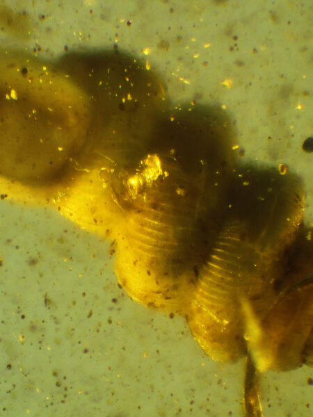 Snail in fossilized amber (amber inclusion). Amber obtained from Burma region (Burmite)