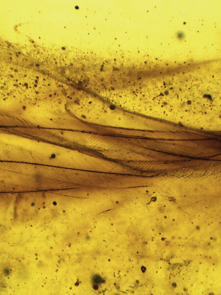Bird feather in fossilized amber (amber inclusion). Amber obtained from Burma region (Burmite)