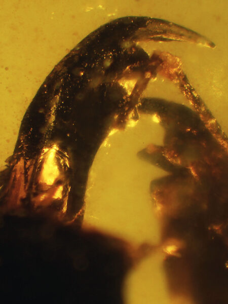 Termite? jaws in fossilized amber (Burma)
